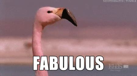 Gif fabulous - With Tenor, maker of GIF Keyboard, add popular Im Fabulous animated GIFs to your conversations. Share the best GIFs now >>>